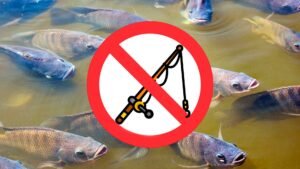 Quando Fecha a Pesca? Entenda as Regras e Horários